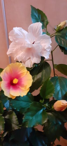  - Hibiscus 2015-2024