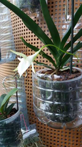 angraecum "Lady Lisa"x sesquipedale - Orhidee_3_monopodiale