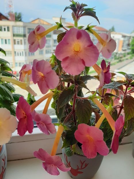  - achimenes-primele incercari