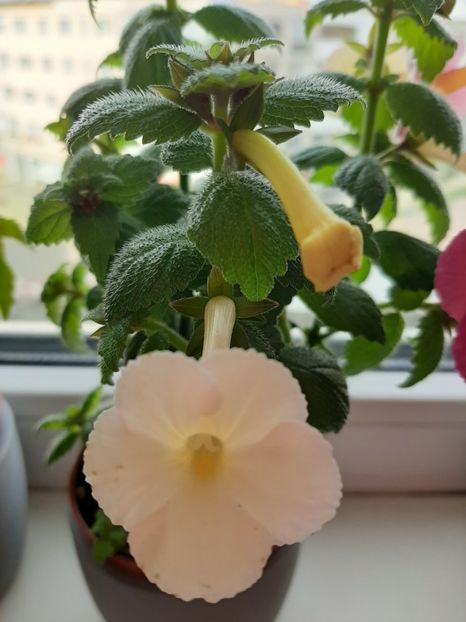  - achimenes-primele incercari