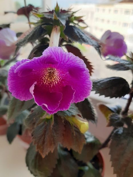  - achimenes-primele incercari