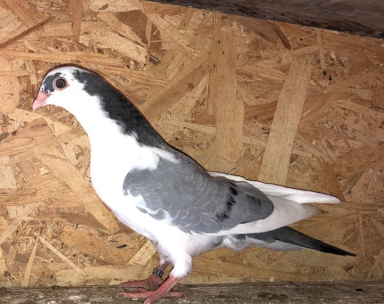 8633  femelă  2020_1 - tineret 2020