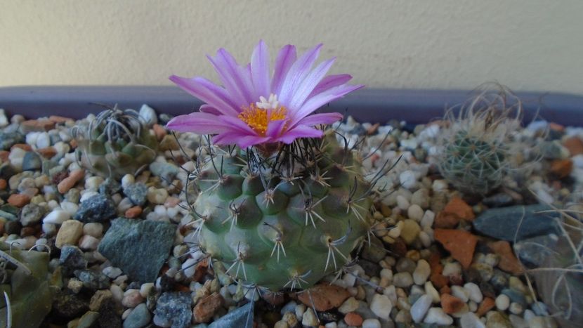 Turbinicarpus viereckii - Cactusi 2020 evolutie primavara