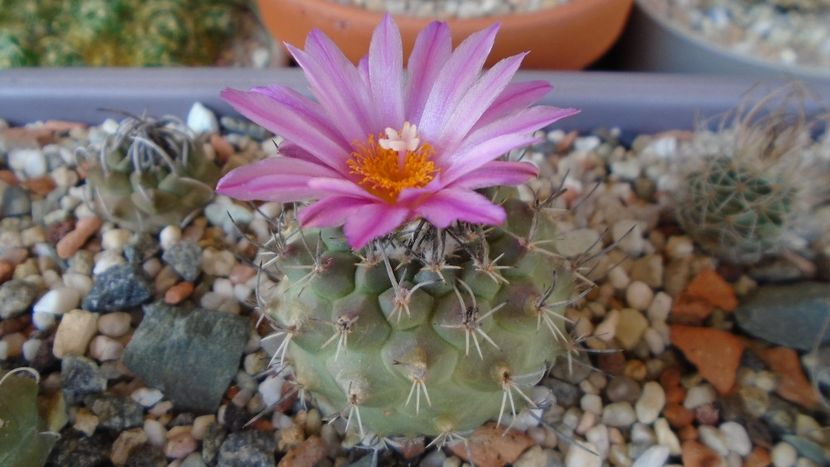 Turbinicarpus viereckii - Cactusi 2020 evolutie primavara