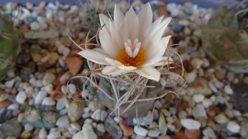 Turbinicarpus macrochele v. kupcakii - Cactusi 2020 evolutie primavara