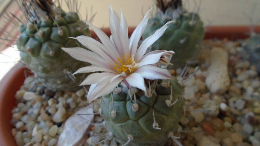 Turbinicarpus hb. - Cactusi 2020 evolutie primavara