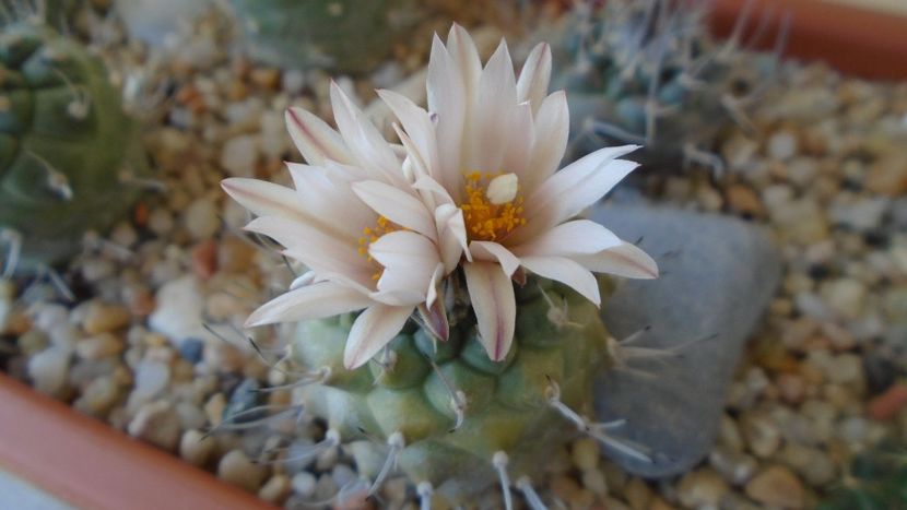 Turbinicarpus hb. - Cactusi 2020 evolutie primavara