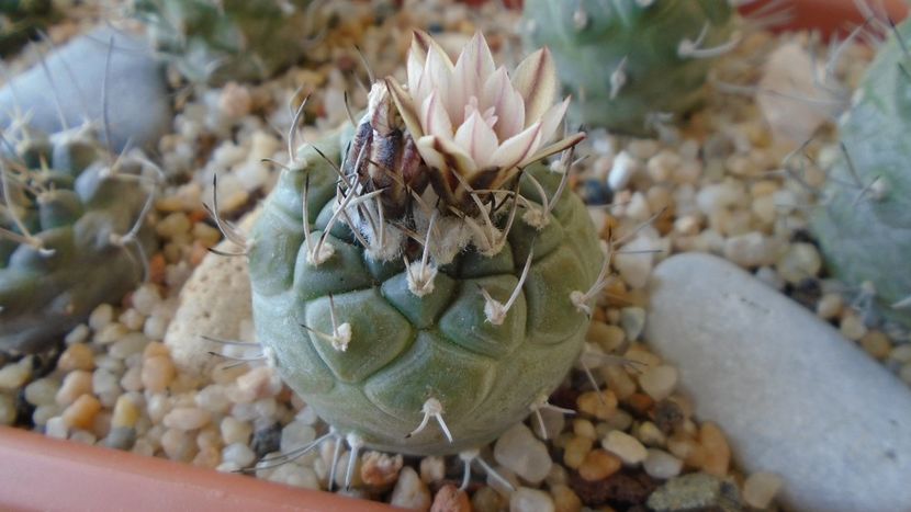 Turbinicarpus hb. - Cactusi 2020 evolutie primavara