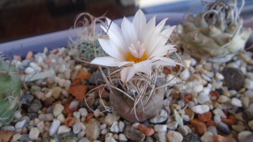 Turbinicarpus macrochele v. kupcakii - Cactusi 2020 evolutie primavara