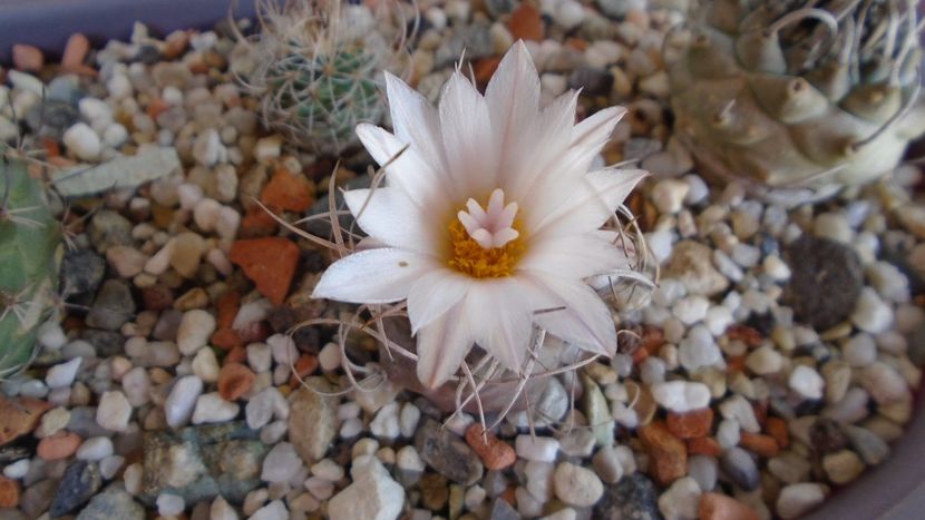 Turbinicarpus macrochele v. kupcakii - Cactusi 2020 evolutie primavara