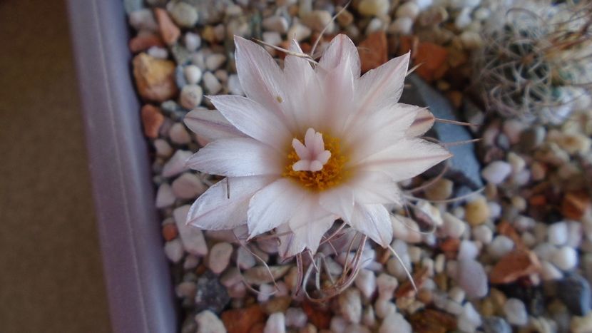 Turbinicarpus macrochele v. kupcakii - Cactusi 2020 evolutie primavara