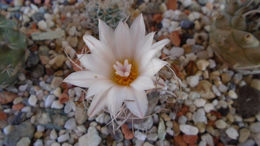 Turbinicarpus macrochele v. kupcakii - Cactusi 2020 evolutie primavara