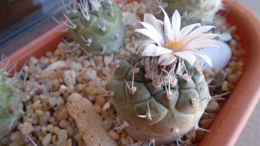 Turbinicarpus hb. - Cactusi 2020 evolutie primavara