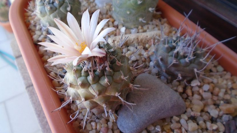 Turbinicarpus hb. - Cactusi 2020 evolutie primavara