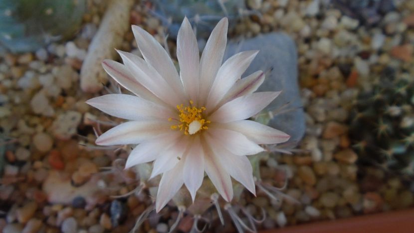 Turbinicarpus hb. - Cactusi 2020 evolutie primavara