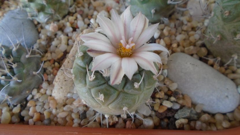 Turbinicarpus hb. - Cactusi 2020 evolutie primavara