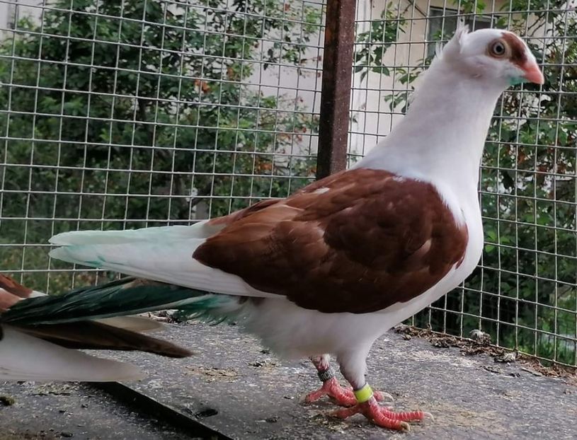  - porumbei care mi-au apartinut