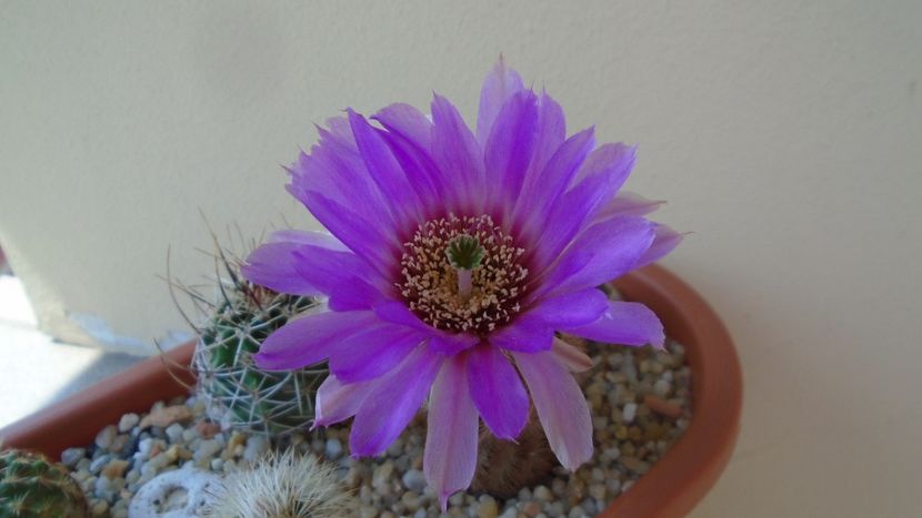 Echinocereus perbellus (E. reichenbachii v. perbellus) - Cactusi 2020 evolutie primavara