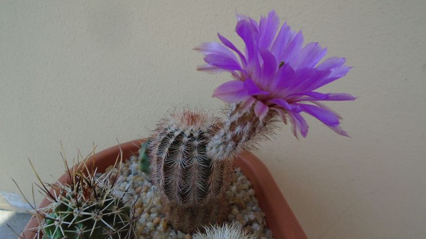 Echinocereus perbellus (E. reichenbachii v. perbellus) - Cactusi 2020 evolutie primavara