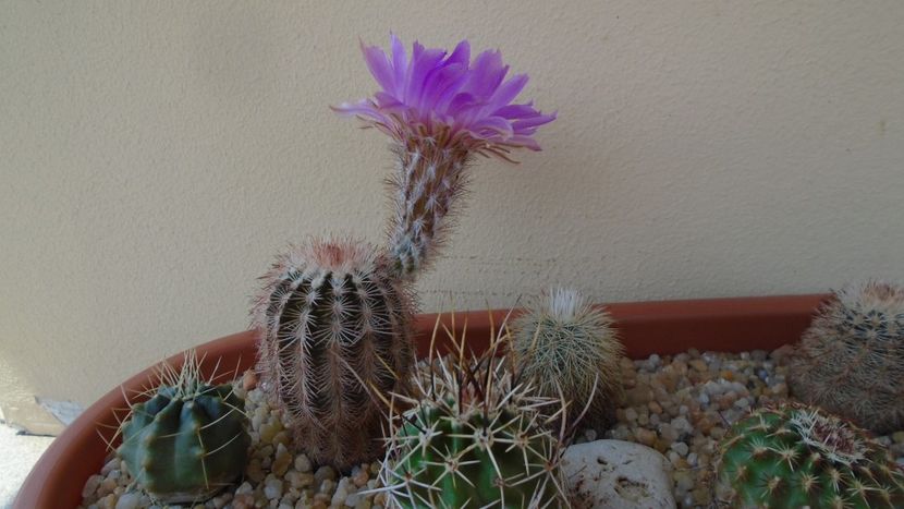 Echinocereus perbellus (E. reichenbachii v. perbellus) - Cactusi 2020 evolutie primavara