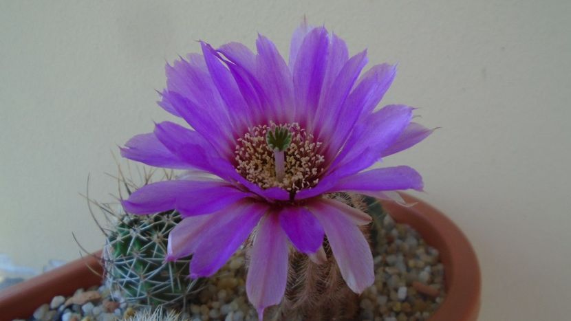 Echinocereus perbellus (E. reichenbachii v. perbellus) - Cactusi 2020 evolutie primavara