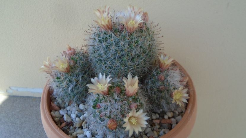 Mammillaria bocasana - Cactusi 2020 evolutie primavara
