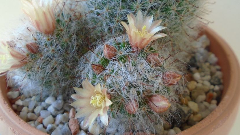 Mammillaria bocasana - Cactusi 2020 evolutie primavara