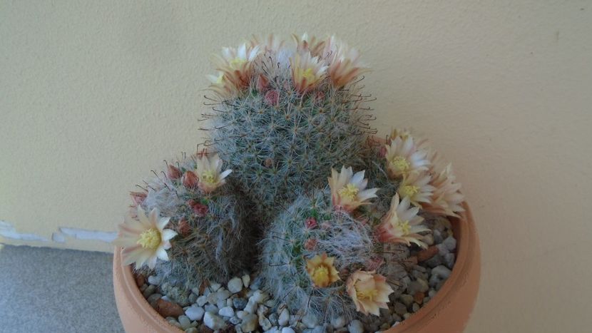Mammillaria bocasana - Cactusi 2020 evolutie primavara