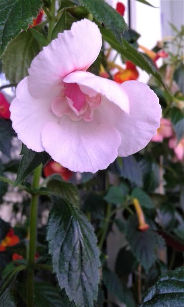  - colectia mea de achimenes 06 16 2020