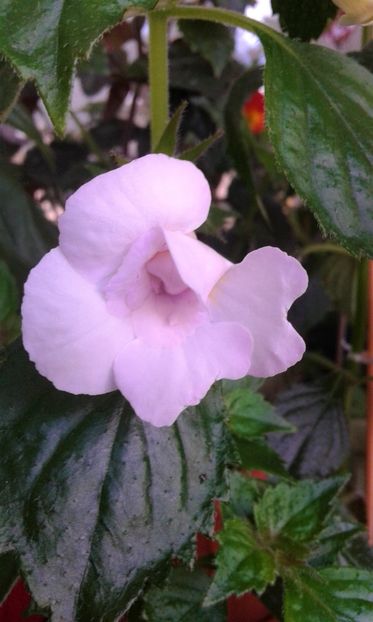  - colectia mea de achimenes 06 16 2020