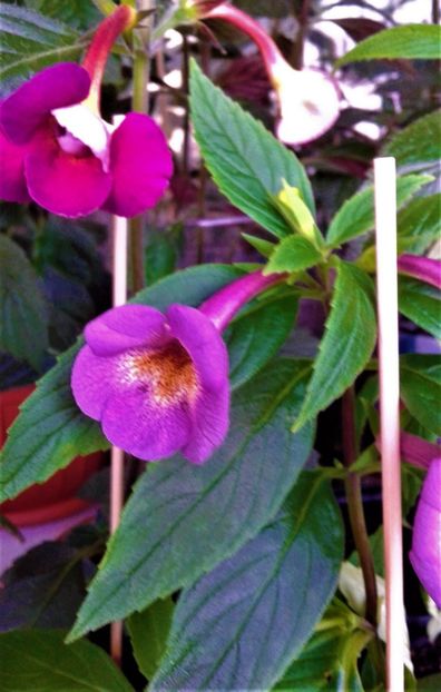  - colectia mea de achimenes 06 16 2020