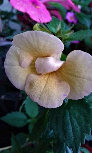  - colectia mea de achimenes 06 16 2020