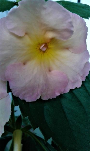  - colectia mea de achimenes 06 16 2020