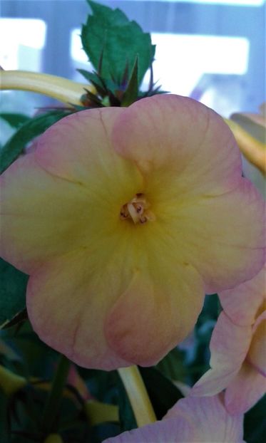  - colectia mea de achimenes 06 16 2020