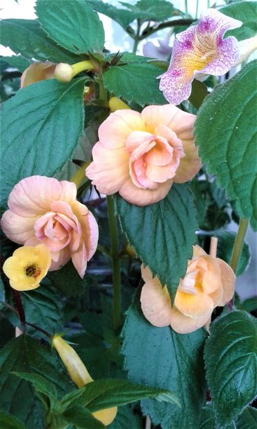  - colectia mea de achimenes 06 16 2020