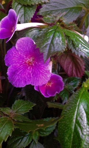  - colectia mea de achimenes 06 16 2020