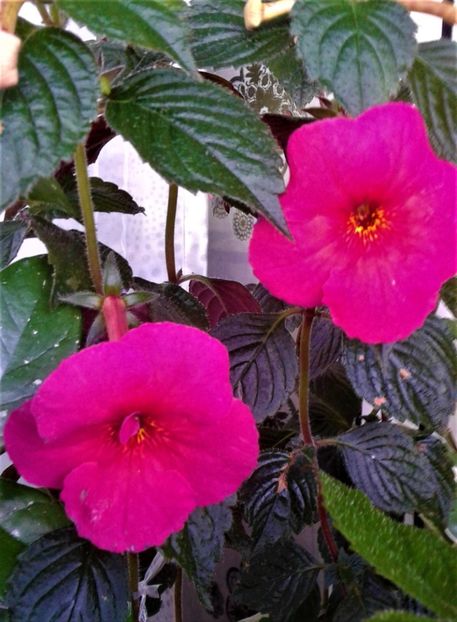  - colectia mea de achimenes 06 16 2020