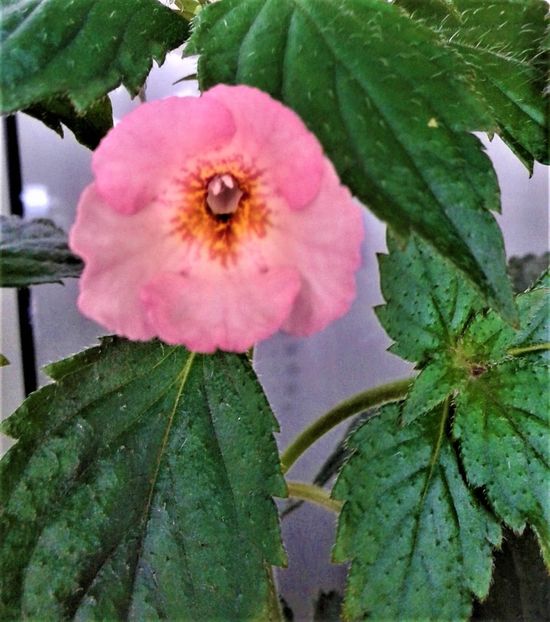  - colectia mea de achimenes 06 16 2020