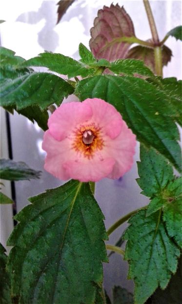  - colectia mea de achimenes 06 16 2020