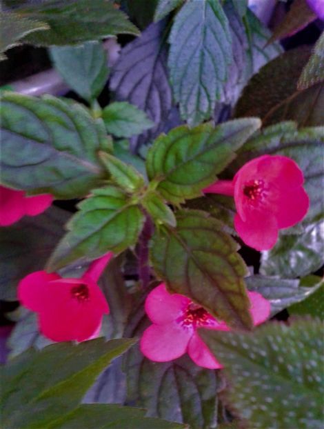  - colectia mea de achimenes 06 16 2020