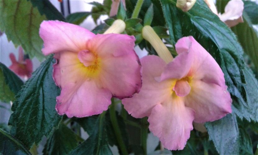  - colectia mea de achimenes 06 16 2020