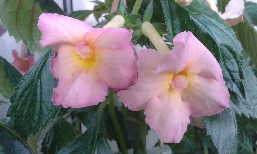  - colectia mea de achimenes 06 16 2020