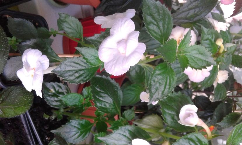  - colectia mea de achimenes 06 16 2020