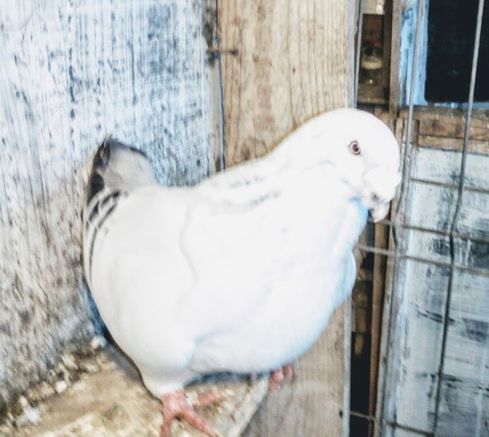  - - A - A - A - A- W A R N I N G !