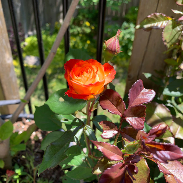  - Jurnalul gradinii 2020