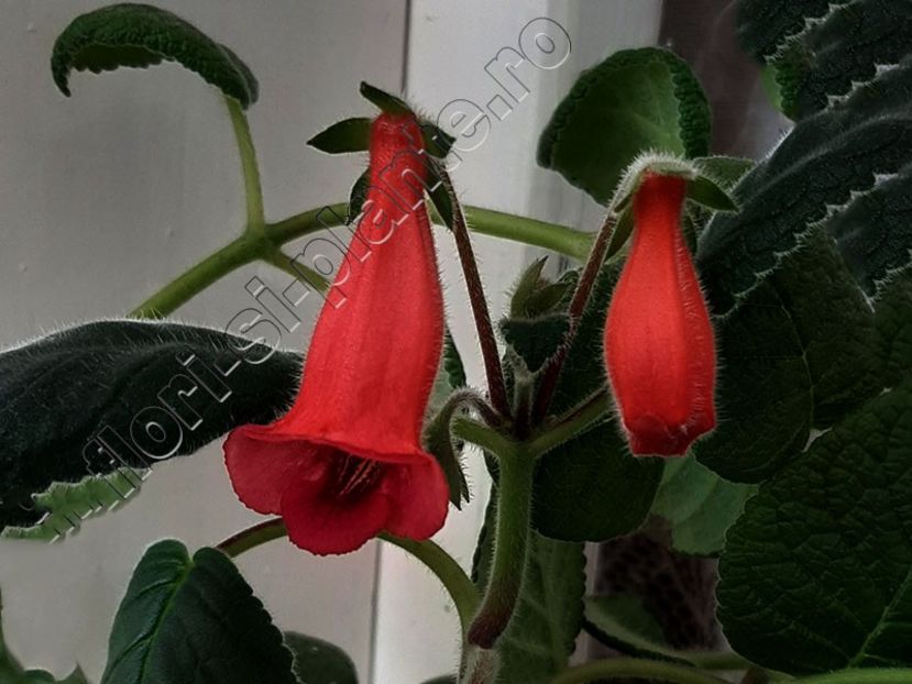 Sinningia Seminole - GLOXINIA-SINNINGIA _COLECTIA 2020_2024