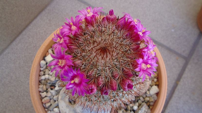 Mammillaria matudae - Cactusi 2020 evolutie primavara