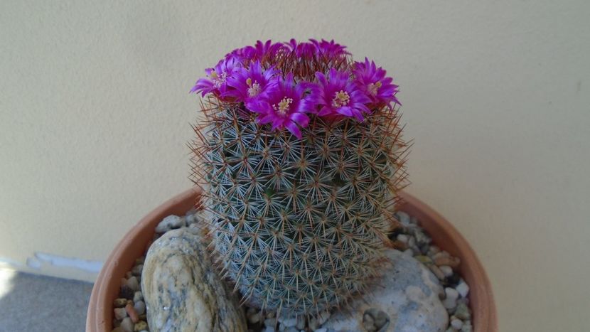 Mammillaria matudae - Cactusi 2020 evolutie primavara