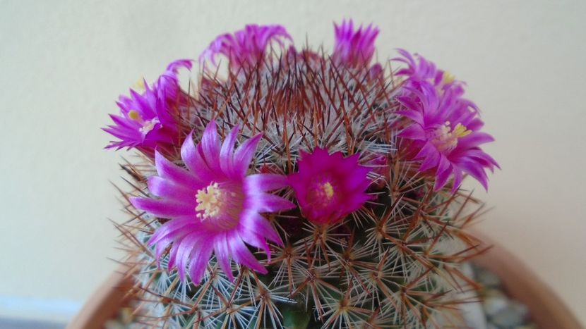 Mammillaria matudae - Cactusi 2020 evolutie primavara