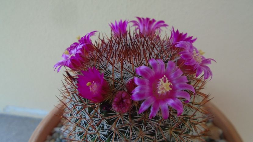 Mammillaria matudae - Cactusi 2020 evolutie primavara